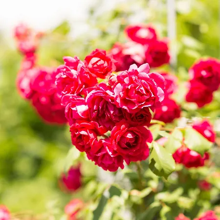 Schoenbuehl & Restaurant Thun 酒店 3*