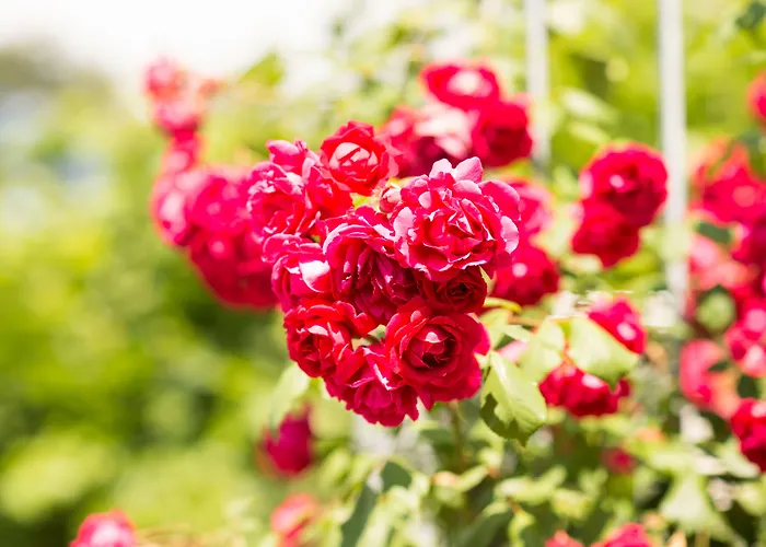 Schoenbuehl & Restaurant Thun Hotel 3*